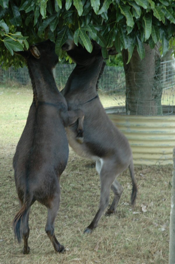 Dancing Donkeys